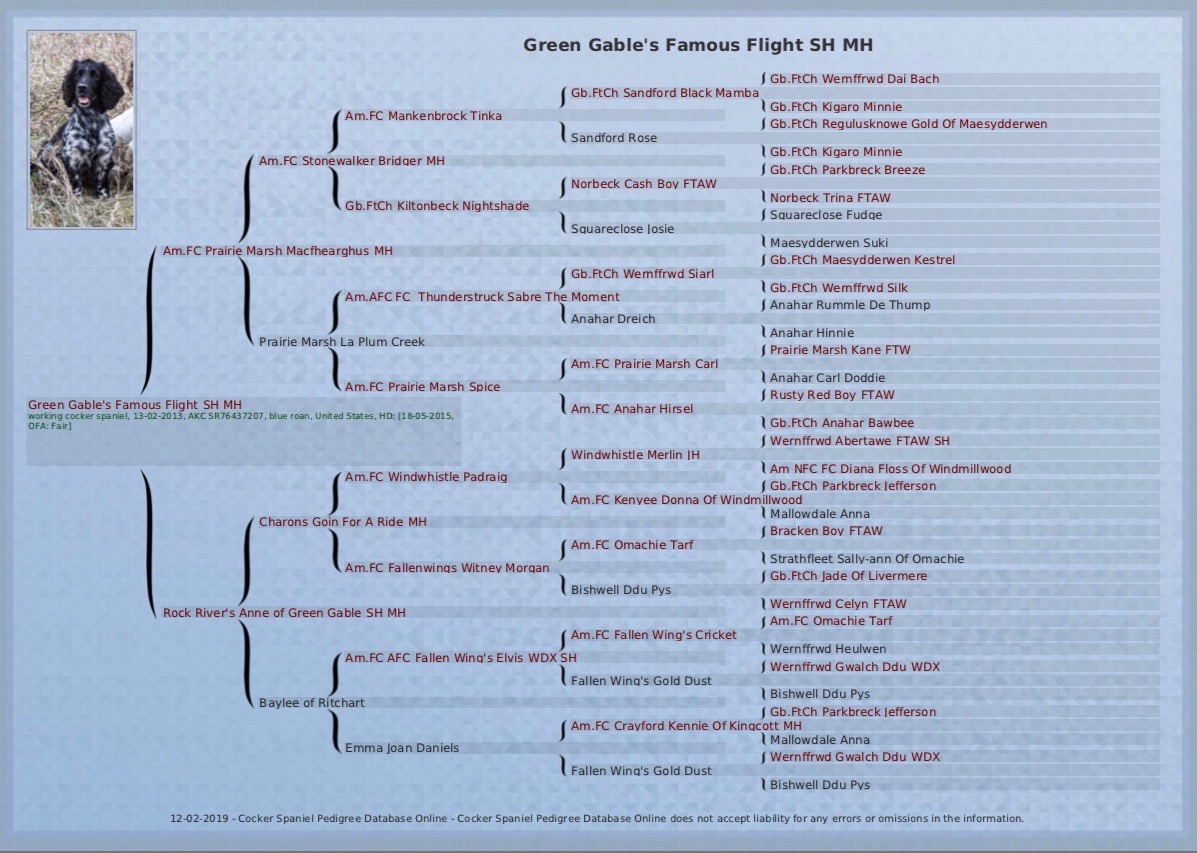 darby english cockers