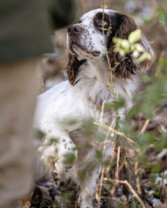 darby english cockers